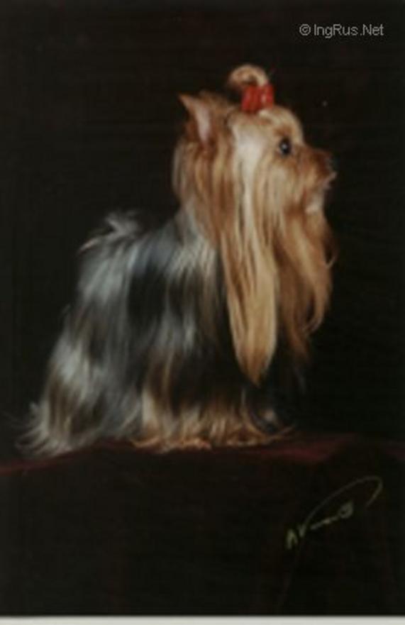 UINNI — Labaza DogPedigree YorkshireTerrier